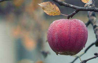 Фото необычного яблока удивило и ошарашило пользователей Сети