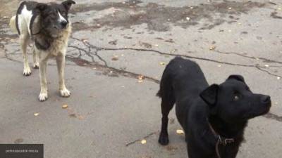 Огромная стая бродячих собак напала на мать с ребенком в Екатеринбурге