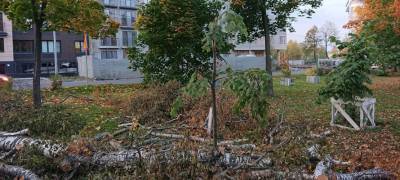 В Петрозаводске при сносе аварийных деревьев ломают молодые липы (ФОТО)