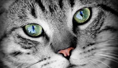 Ученые выяснили, что кошки могут копировать поведение людей