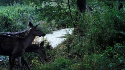 В Воронежском заповеднике сняли вышедших на водопой благородных оленей