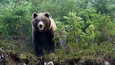 Медведь напал на туристку на Камчатке