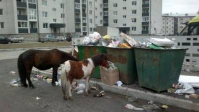 Безнадзорных лошадей в Якутске решили отправлять на “штрафстоянку”