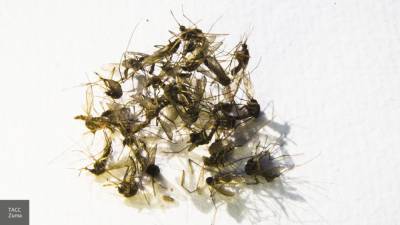 Ученые объяснили катастрофическое сокращение численности насекомых