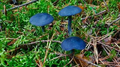 В уральских лесах растет загадочный сине-фиолетовый гриб