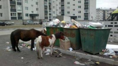 Безнадзорных лошадей в Якутске решили отправлять на штрафстоянку