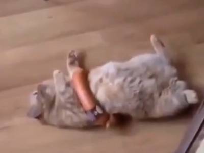 Толстый кот застрял в парализующих «объятьях» колбасы