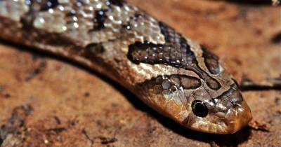 Тайскую змею застали за поеданием своих жертв изнутри