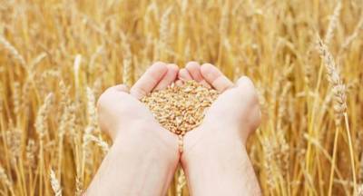Россия нарастила поставки пшеницы в Кыргызстан