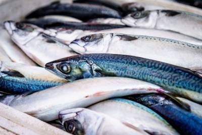В Петербурге и Ленобласти 1 октября вступит в силу запрет на рыбную ловлю
