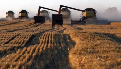 В России рекордный урожай пшеницы. Но без квот не обойтись