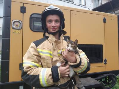Южно-сахалинские пожарные сняли с крыши маленькую кошку и ищут ей дом