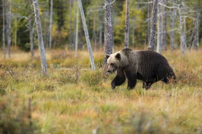 В Тверской области участились случаи выхода медведей к населенным пунктам