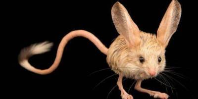 Длинноухий тушканчик крошечное животное, которое выглядит как смесь мыши, кролика, свиньи и кенгуру