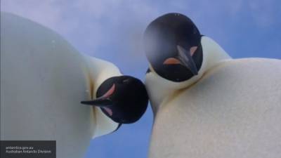 Ученые сообщили об обнаружении древнего захоронения пингвинов в Антарктиде