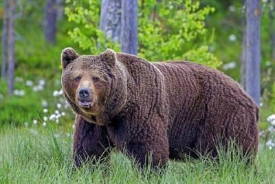 В Тверской области на диких животных можно пожаловаться госинспекторам