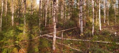 "В России могут появиться частные лесовладельцы"