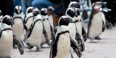 Камера GoPro снимает повседневную жизнь пингвинов в зоопарке в Австралии