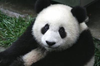Панды рады возвращению посетителей в Московский зоопарк