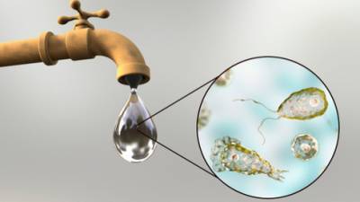 В водопроводной воде обнаружена амеба, пожирающая мозг