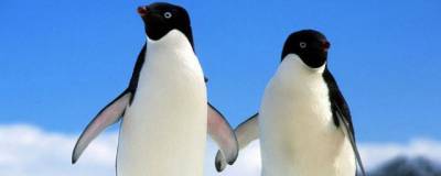 Ученые нашли в Антарктиде древние мумии пингвинов Адели