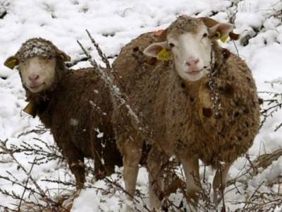 Более шести тысяч овец попали в снежную ловушку во французских Альпах