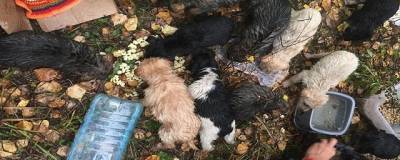 Под Новосибирском неизвестные выбросили в лесу 11 щенков