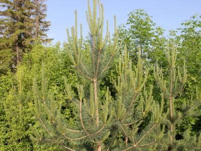 В Башкирии лесничий с приятелями спилил деревья на 830 тысяч рублей
