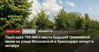 Пересадку 700 лип с места будущей трамвайной линии на улице Московской в Краснодаре начнут в октябре