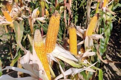 На Дне поля Владимирской области фермеры представили почти 60 гибридов кукурузы