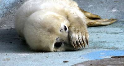 Охоте на тюленей быть? Служба охраны среды ищет способ помочь рыбакам