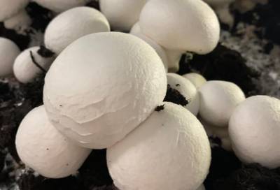 Ленобласть побила рекорд по производству грибов