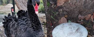 В зоопарке Омска самка черного лебедя преждевременно снесла яйцо