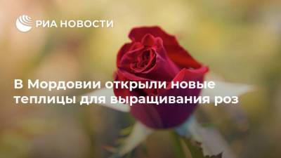 В Мордовии открыли новые теплицы для выращивания роз