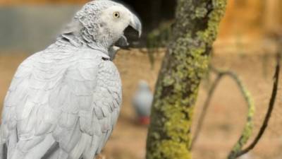 Попугаев убрали из парка дикой природы после того, как те оскорбляли посетителей