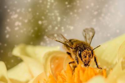 Пчелиный яд уничтожил раковые клетки и заблокировал появление новых