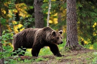 Раненный медведем инспектор Сохондинского заповедника заявил, что им 6 лет не дают оружие