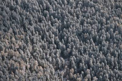 ВНИИ ГОЧС назвал главные причины гибели сибирских лесов