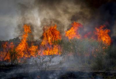В России потушили 31 лесной пожар за сутки