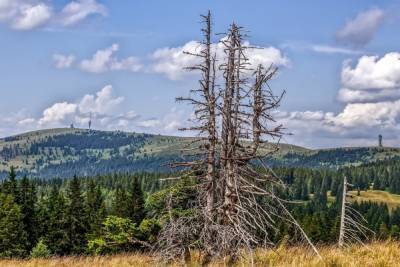 Названы причины исчезновения сибирских лесов