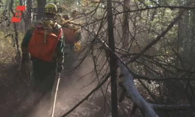 В гибели сибирских лесов обвинили пожары и шелкопряда