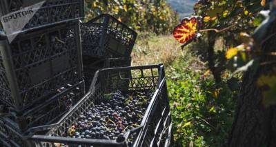 Ртвели 2020: на винзаводы в Кахети сдано 2,8 тысячи тонн винограда