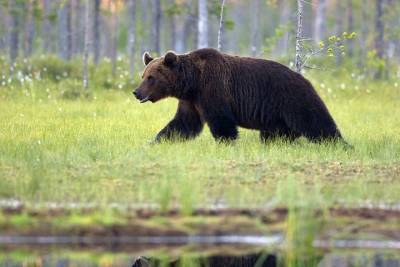 Инспектор забайкальского заповедника после нападения медведя заявил, что ему несколько лет не выдают оружие