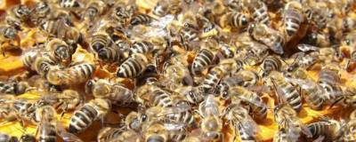 Компонент пчелиного яда может убивать раковые клетки, не вредя здоровым