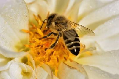 Яд пчелы способен убить клетки рака груди - live24.ru - Австралия
