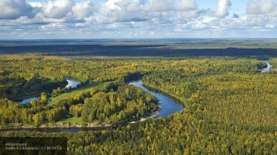 Леса в Сибири могут погибнуть из-за пожаров и насекомых