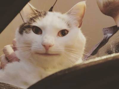 «Вежливый кот» с широкой улыбкой «взорвал» Instagram