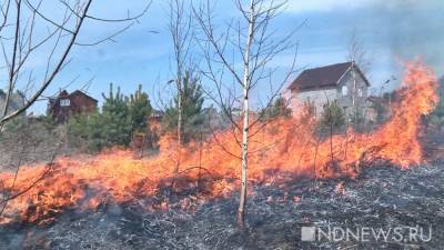 14 человек пострадали от лесных пожаров на юге России