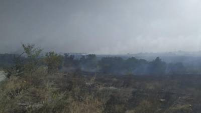 Названы возможные причины лесных пожаров в Ростовской области