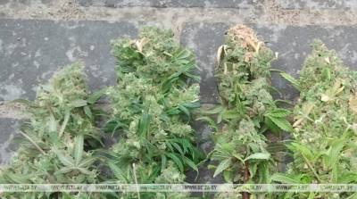 Минчанин выращивал коноплю в деревне и изготавливал марихуану